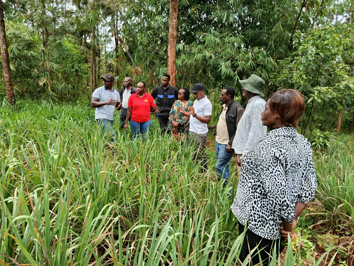 KoanKenya's tweet photo. Enviu visited #GOFAM Farmers to explore herb production for circular food ventures! They are on a mission to cut food waste, restore productivity &amp; empower farmers across East Africa by building ventures that make our food systems resilient &amp; equitable. #Agrifood @kilimohai_ke https://t.co/4Cr2YqWJpu