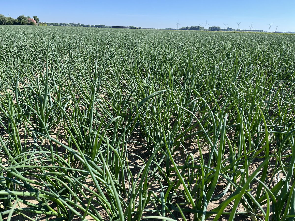 Winteruien op de #akker rond 24 juni weer oogsten