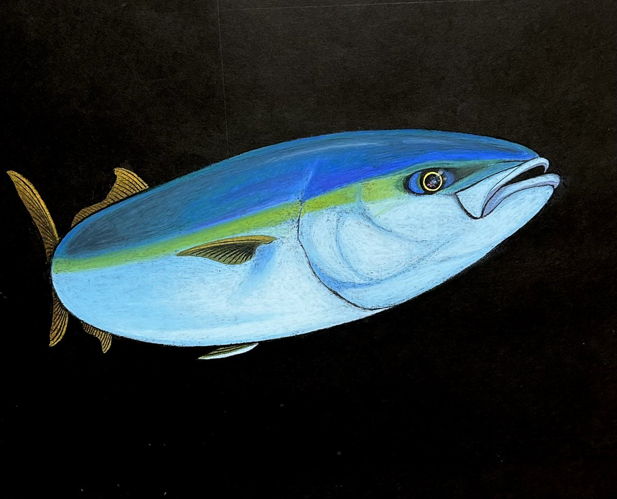 #イラスト　#魚
やっぱ ブリ だよな

Yellow tail
