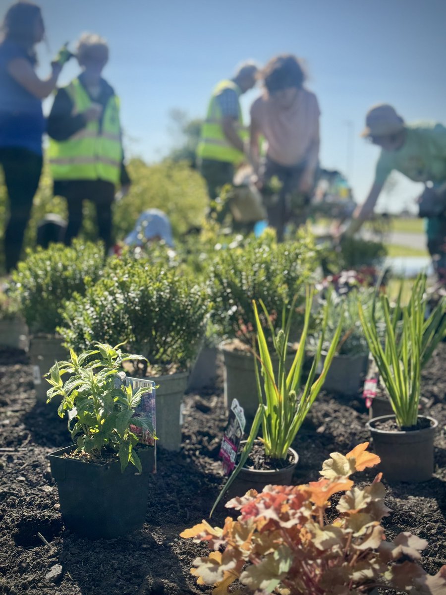 Jason Cullen (@jasoncullenfilm) on Twitter photo 2nd Sat of the month is Kill Ave / Deansgrange #TidyTowns
Today we all came together to plant a new flower bed in Clonkeen park and maintain the one we planted last year
Thanks to <a href="/dlrcc/">Dún Laoghaire-Rathdown County Council</a> for the grant funding and Murphy & Wood Garden Centre for the plants!! 🪴🪻🌱 2nd Sat of the month is Kill Ave / Deansgrange #TidyTowns
Today we all came together to plant a new flower bed in Clonkeen park and maintain the one we planted last year
Thanks to <a href="/dlrcc/">Dún Laoghaire-Rathdown County Council</a> for the grant funding and Murphy & Wood Garden Centre for the plants!! 🪴🪻🌱