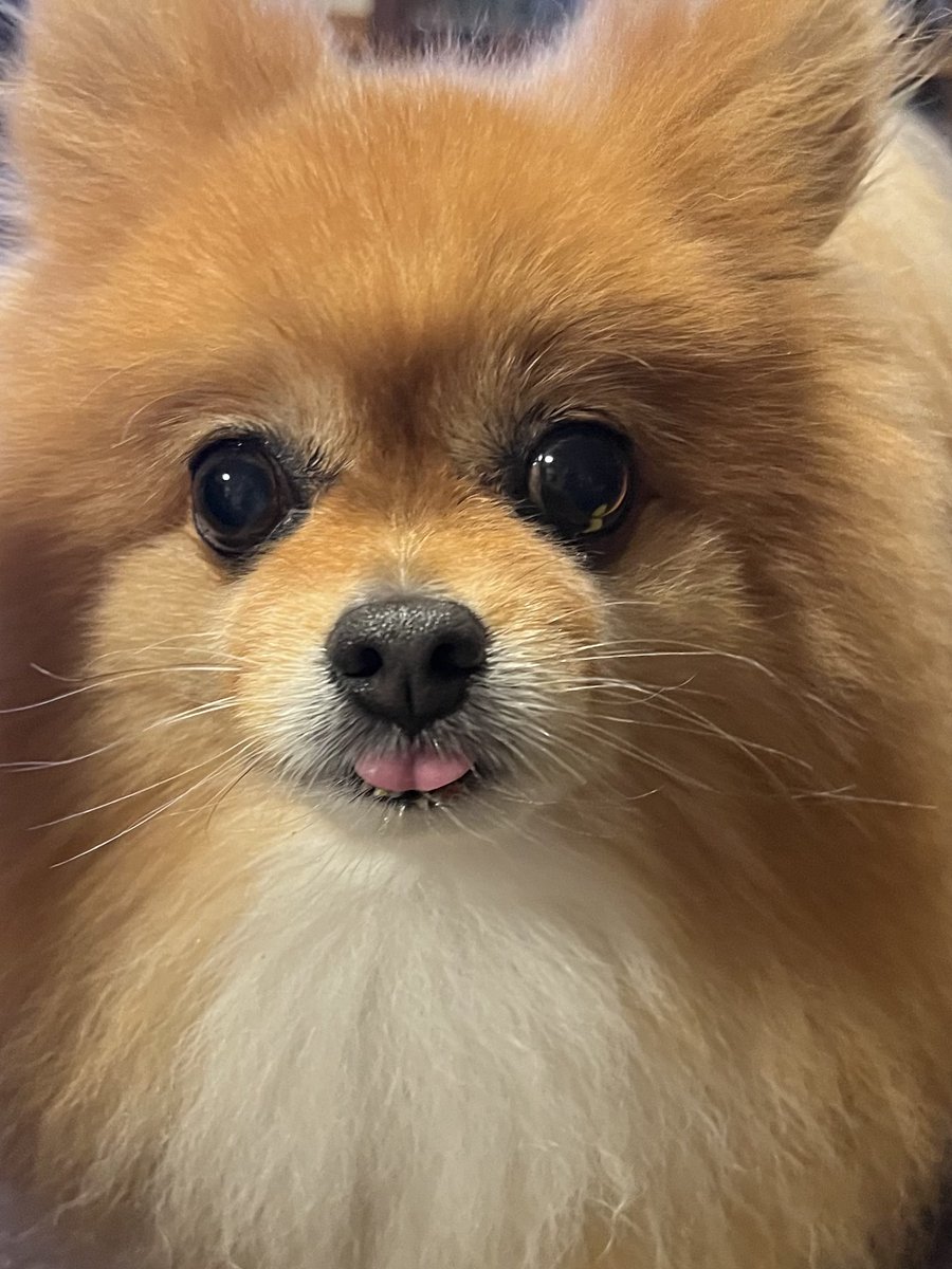 ニコリでｼｭ 🐶
10ちゃいでｼｭ 
おイモ🍠ときゅうり🥒が大好きでｼｭ
ぬいぐるみのﾗｲｵﾝちゃん🦁が大好きでｼｭ父ちゃんを毎日顔ペロするのが日課でｼｭ
毎日ママと会社に出勤してまｼｭ
時々じいさんみたいな顔になりまｼｭ

あらためまして宜しくお願いしまｼｭ🙏

 #自己紹介
  #ポメラニアン