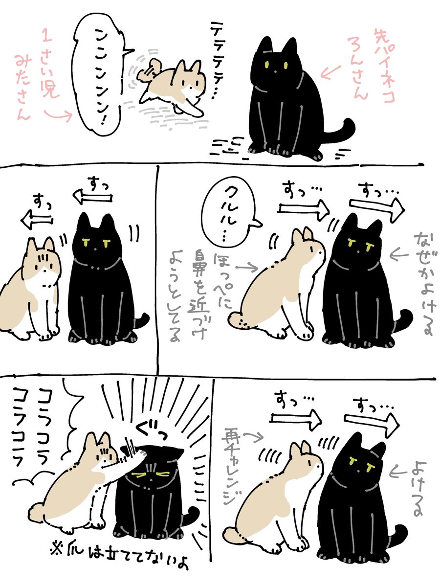 [6/6]  先輩猫ろんさんのこと大好きだけど、たぶんちょっとナメている(ろんさんが温厚すぎるので) 