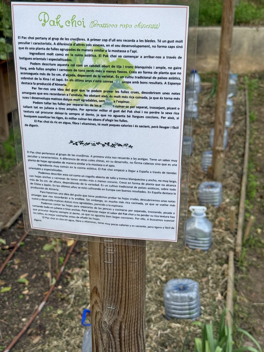 BadToxic's tweet photo. More from the #BotanicalGarden in #Barcelona, #Spain.
#JardíBotànicHistòric #JardínBotànico #JardíBotànic #JardinBotanico #BotanischerGarten #flowers #plants #Pflanzen #Blumen #garden #Garten #grünerDaumen #gardenLover #Sehenswürdigkeiten #placeOfInterest #landmark #Wahrzeichen #vacation #Urlaub @umiizza