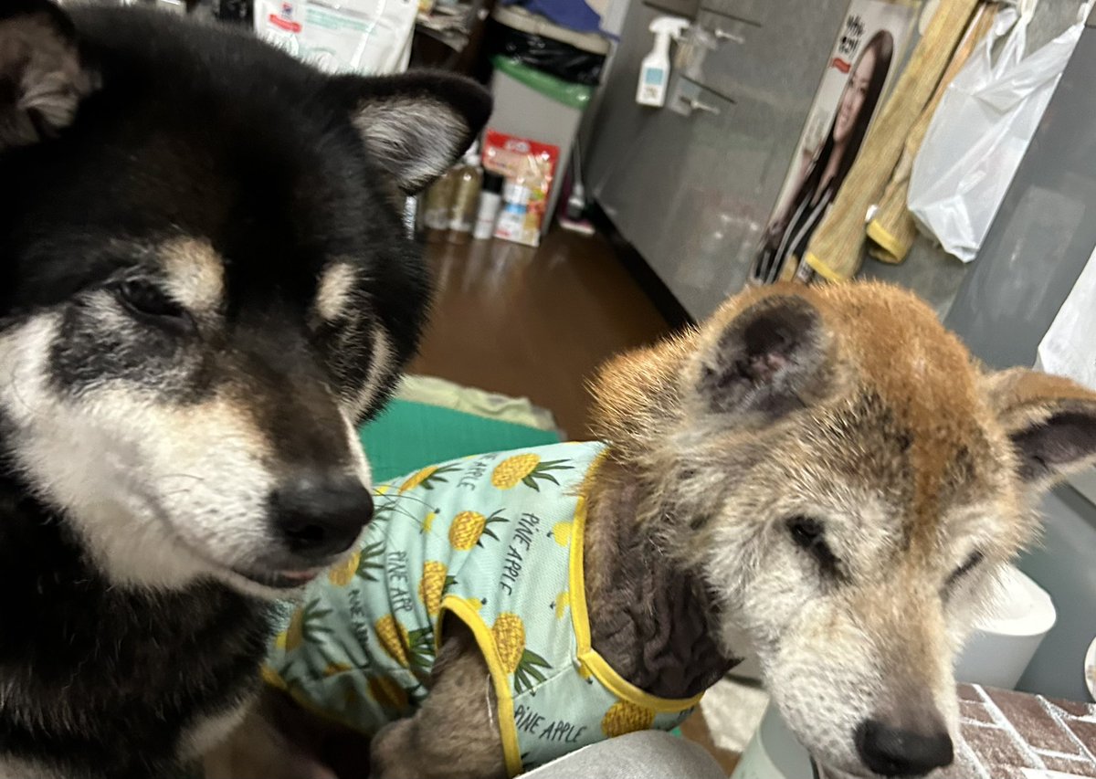 Myself52990189's tweet photo. 今晩はです！(土)の尼剛👓🎸スペシャル焼肉🥩🔥……ﾚｵ🐕‍🦺🌸ﾘｰちゃん🐕 ͗ ͗完食でーす(笑)ありがとう〜……この後、乾き物ｵﾔﾂしてからの手作りｵﾔﾂ愛情ｵﾔﾂも今日の分まで有りまーす(笑)⸜🌷︎⸝‍
明日は、豚さんと🍠࿐で仕込む予定でーす💐…今YouTubeｱｯﾌﾟ作業に入ってまーす👓🎸🐕‍🦺🐕 ͗ ͗ https://t.co/rsTcwqW5f3