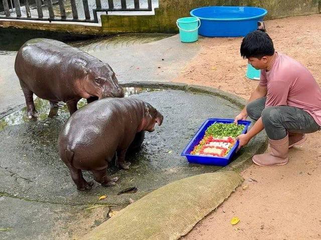 princess moo deng is 10 months old today!!!!!

scroll the thread below for more pictures of her celebration!!!!

👑🦛💕🧵👇