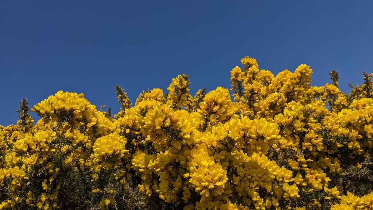 More #Yellow this time it's #gorse. 🤞 for a #ceasefire #Ukraine.