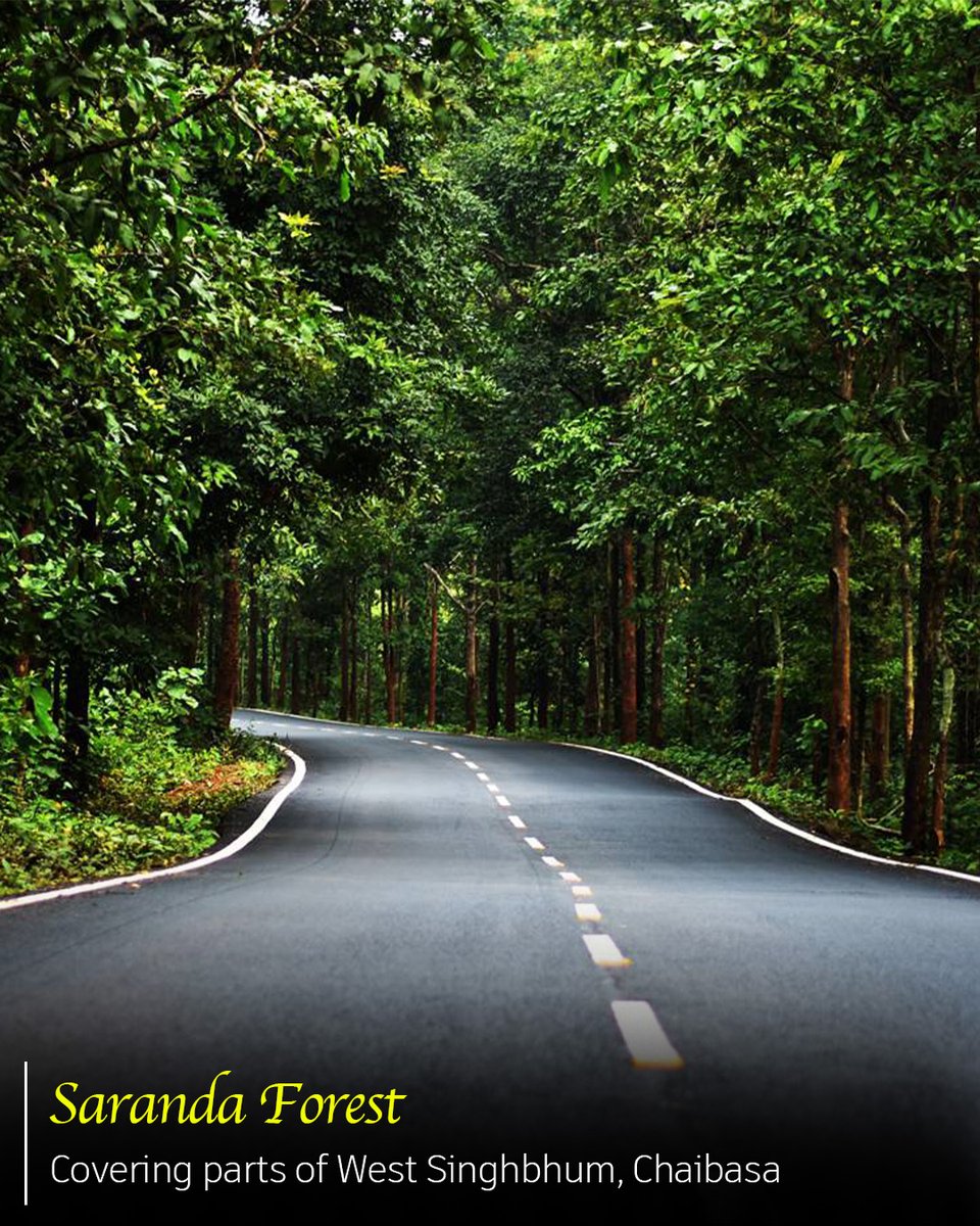 VisitJharkhand's tweet photo. Discover Saranda Forest – India’s largest Sal forest in West Singhbhum. Elephants, waterfalls, and tribal heritage await.
#OneDistrictOneGem #SarandaForest #WestSinghbhum #DekhoHamaraJharkhand #VisitJharkhand #OffbeatIndia #EcoTourism
@HemantSorenJMM
@kumarsudivya https://t.co/cCUXPRO5QP