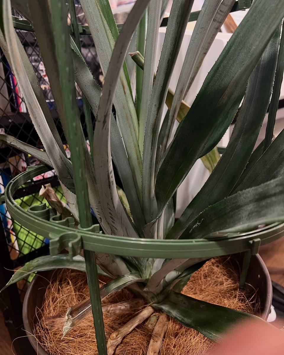 パニパニパイナに出演して居た頃から育てているパイナップルですが、、、
全然実がなりません💦
3年で育つはずなんですけどねー😅
#パイナップル
#パニパニパイナ 
#実がならない 
#今岡稔裕 
#3年で育つ
#パイナップルファーマー 
#中学生男子