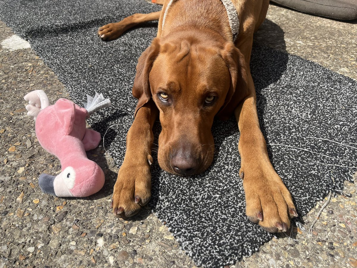 Rach Warwick tweet media