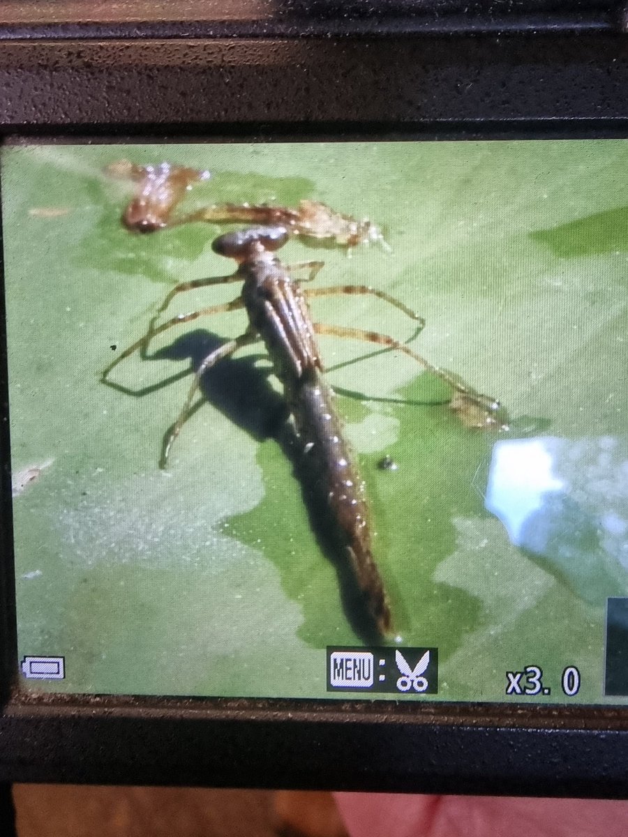 This Damselfly was seen in the Greenwich Peninsula Ecology Park last week. Looks very odd. I'm not sure if I can be identified. But what stage is this? <a href="/BDSdragonflies/">British Dragonfly Society</a> <a href="/joe_beale/">Joe Beale</a>