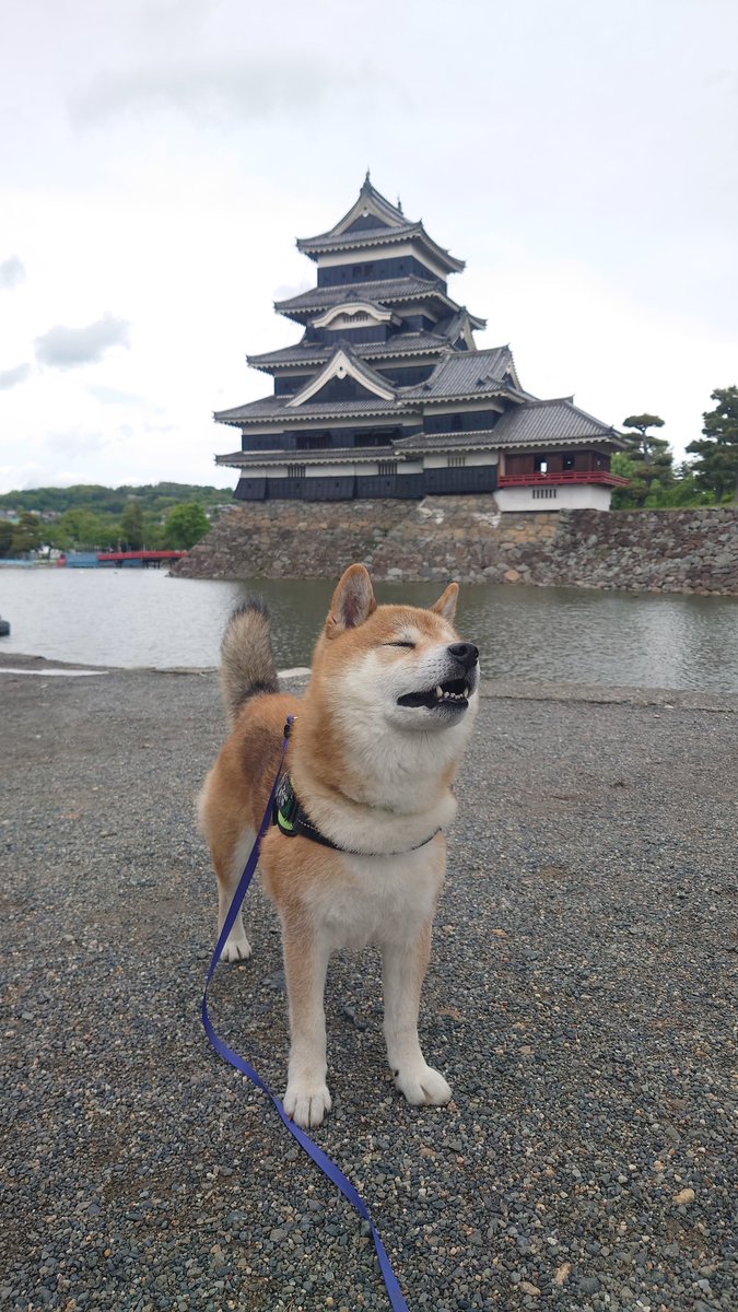 松本城ーーー🏯
外国人にめっちゃ人気やった🤣

#松本城 #柴犬 #マヨネーズプリン