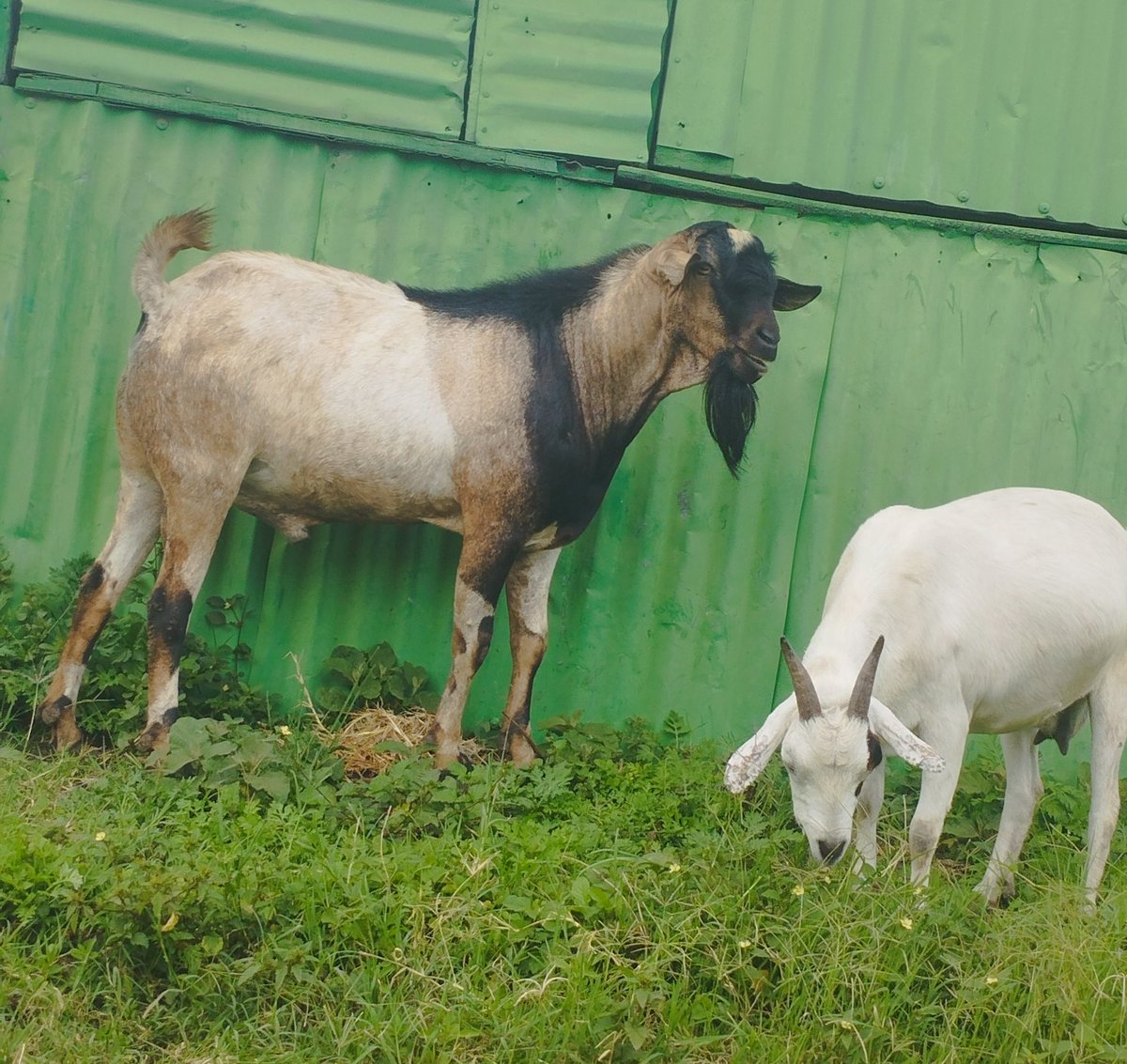 bwana mūhia is bald but his mohair goat got more hair without hīa(pembe)naake buana mūhīa no kūringa rūhīa(ratish)😁.

kaharika nako gatigia oro hanini gatuīke kamūgoma, karingīrīire😅.