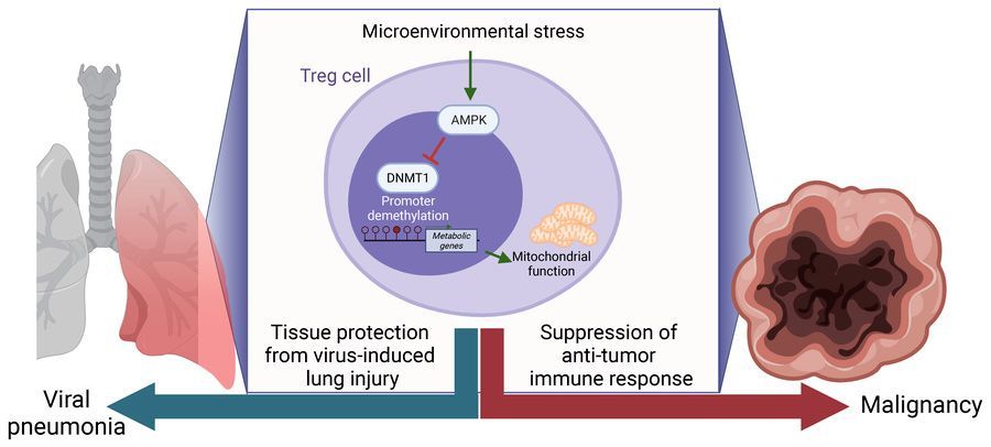 Journal of Clinical Investigation (@jclinicalinvest) on Twitter photo ICYMI: AMPK as a drug target in diverse disease settings!
<a href="/ManuelTorresAc2/">Manuel Torres Acosta (he/him)</a> & team <a href="/NUFeinbergMed/">Northwestern Feinberg School of Medicine</a> show the metabolism regulator AMPK sustains Treg function and mitochondrial fitness in the tumor and viral-inflamed lung environment: jci.org/articles/view/… ICYMI: AMPK as a drug target in diverse disease settings!
<a href="/ManuelTorresAc2/">Manuel Torres Acosta (he/him)</a> & team <a href="/NUFeinbergMed/">Northwestern Feinberg School of Medicine</a> show the metabolism regulator AMPK sustains Treg function and mitochondrial fitness in the tumor and viral-inflamed lung environment: jci.org/articles/view/…
