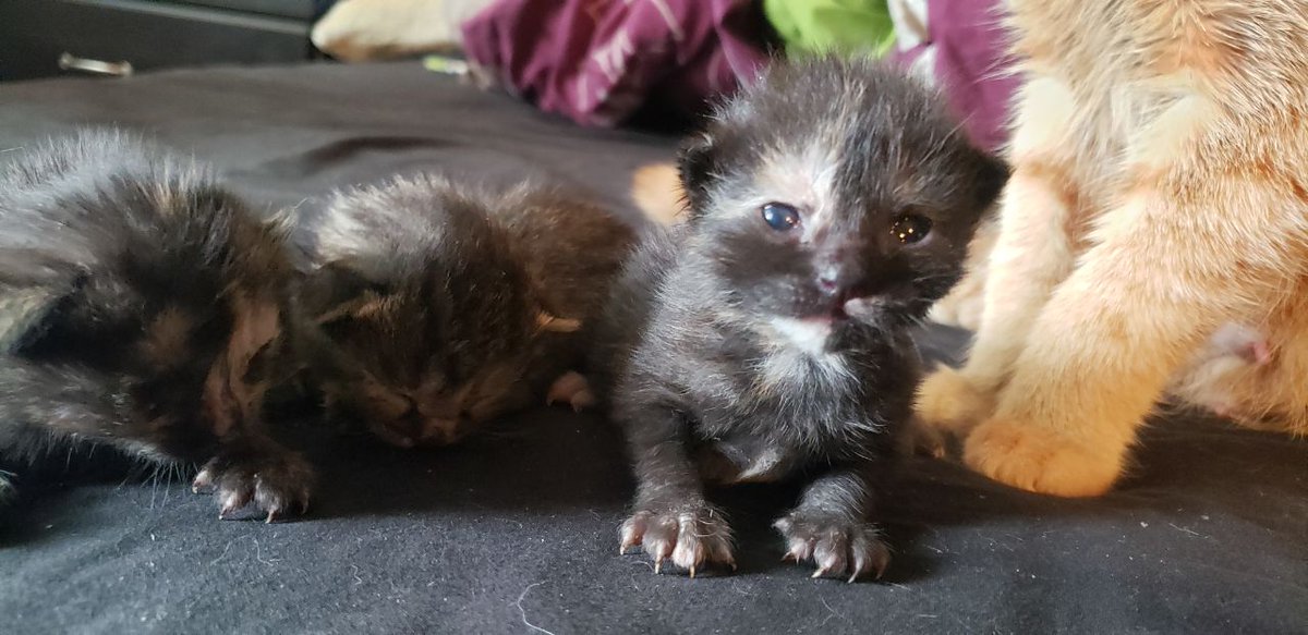KC | Spindle Press (@pteratato) on Twitter photo Been taking a break from the internet (still around on Discord) and it's been lovely. I do miss the community, though!
Here are a few kitten pics -- first animals born on the new farm! <a href="/weavercafe/">Word Weaver Pro</a> Been taking a break from the internet (still around on Discord) and it's been lovely. I do miss the community, though!
Here are a few kitten pics -- first animals born on the new farm! <a href="/weavercafe/">Word Weaver Pro</a>