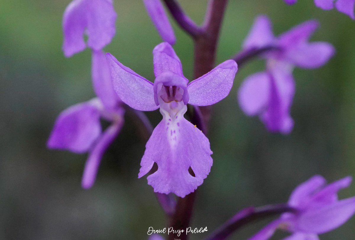 DanielParejo8's tweet photo. Orchis olbiensis https://t.co/ThRiH2jqEC