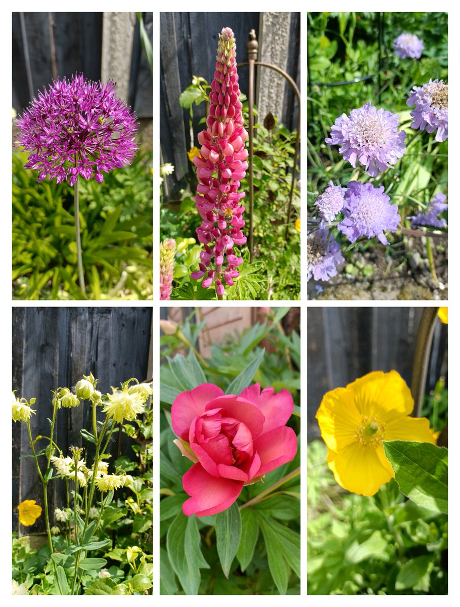 pearle44's tweet photo. #SixOnSaturday just love the month of May 🥰 https://t.co/hJRWfhaTHp