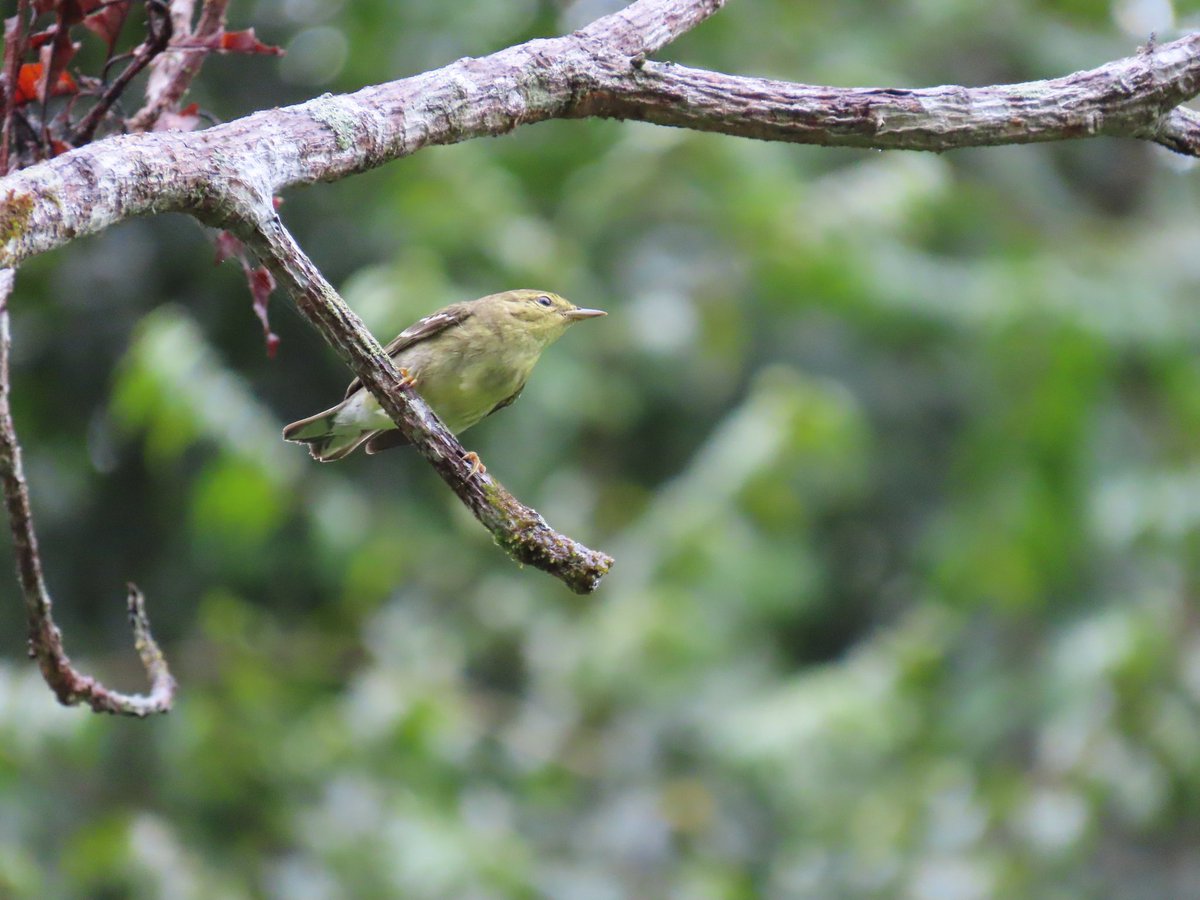 InstitutoSINCHI's tweet photo. 📅 10 de mayo – Día Mundial de las Aves Migratorias | En este día de pajareada,  te compartimos #DatosRelevantes:  La Amazonia colombiana es un punto estratégico para las aves migratorias que viajan desde Norte y Suramérica en busca de alimento y refugio. 

 🦜🌳 En diferentes expediciones científicas el Instituto SINCHI ha registrado 56 especies de aves migratorias en la región, entre ellas gavilanes, reinitas y grandes concentraciones de golondrinas en Leticia, Amazonas. 

Estos recorridos reflejan la conexión entre ecosistemas y la importancia de conservar los bosques amazónicos como hábitats esenciales para su supervivencia.  #DíaDeLasAvesMigratorias #AmazoniaColombiana #Biodiversidad #AvesDelMundo
