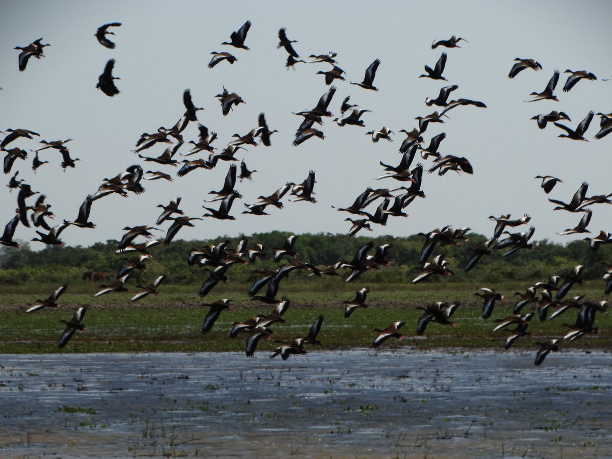 📅 10 de mayo – Día Mundial de las Aves Migratorias | En este día de pajareada,  te compartimos #DatosRelevantes:  La Amazonia colombiana es un punto estratégico para las aves migratorias que viajan desde Norte y Suramérica en busca de alimento y refugio. 

 🦜🌳 En diferentes
