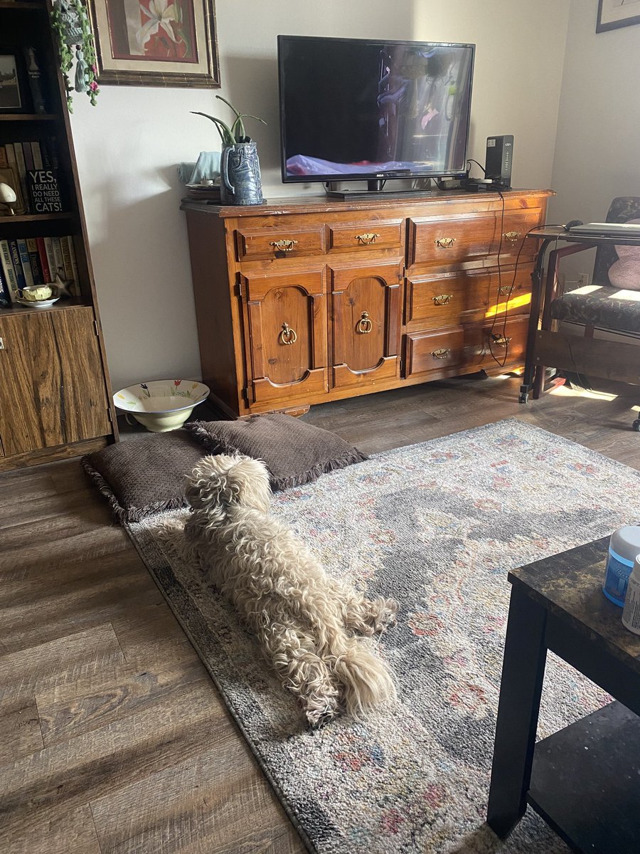 I’m splooting. We’re watching Bones. Again 🫤. #findanewshowalready