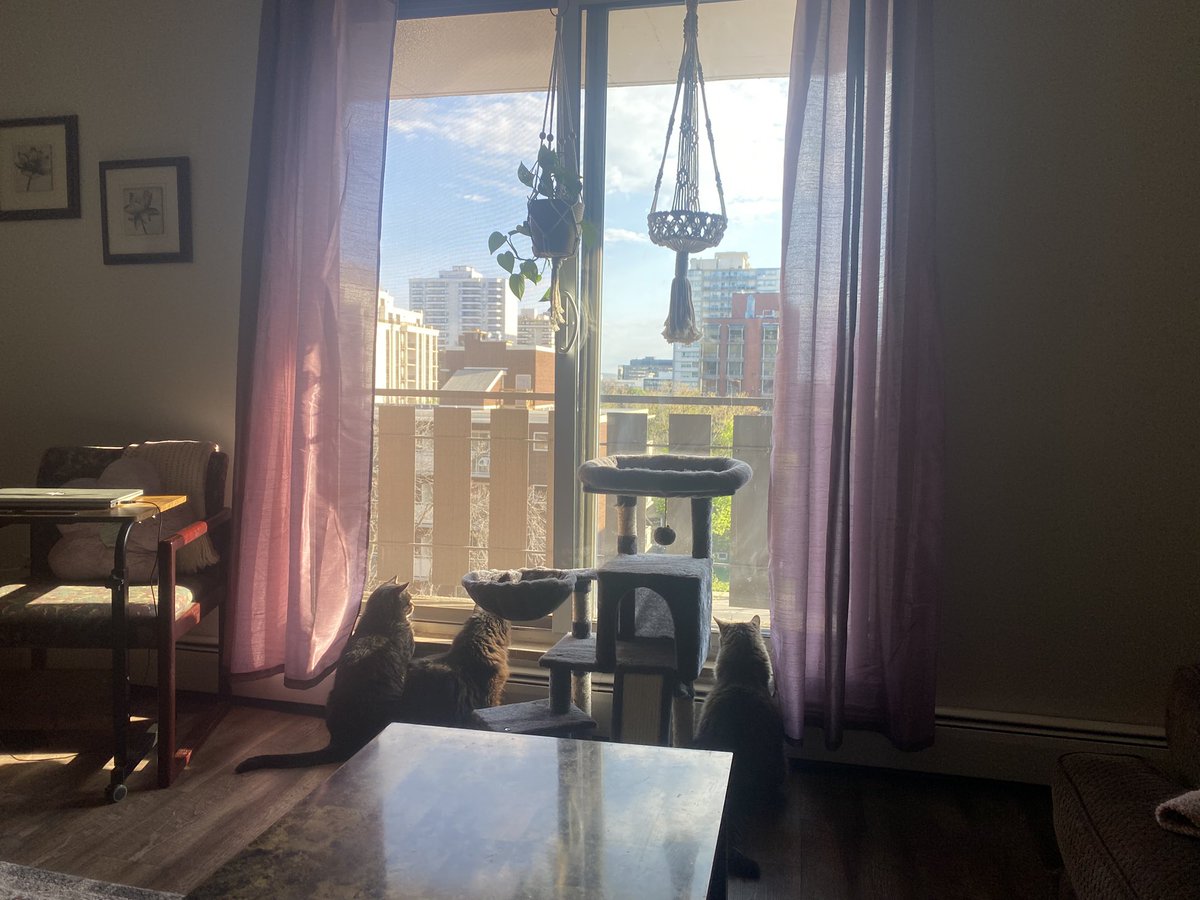 Here are my kitty brothers keeping watch at the balcony window.  Love S of birds out there singing this morning! 🐾🥰❤️😎 #SaturdayMorning