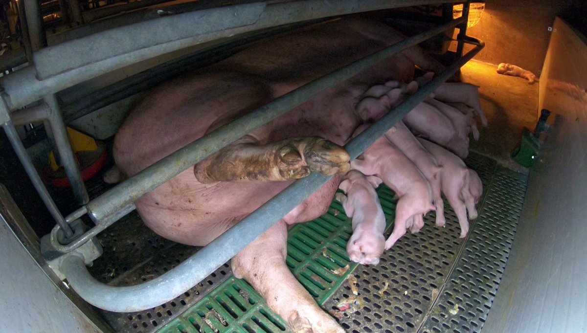 Female pigs are forced into endless pregnancies, caged, drained, and discarded when they’re no longer ‘useful.’ This isn’t farming—it’s industrialized exploitation, torture and slaughter

Stop Supporting Animal Cruelty
#GoVegan🌱🌎