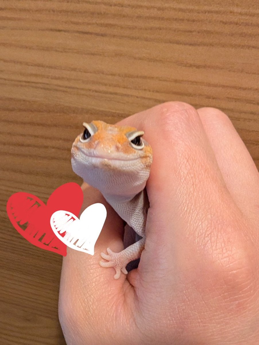 mal9_ani4's tweet photo. にんまり☺️

#���シアフリカトカゲモドキ
#ニシアフ
#爬虫類好きと繋がりたい https://t.co/BE7jkaOiv9