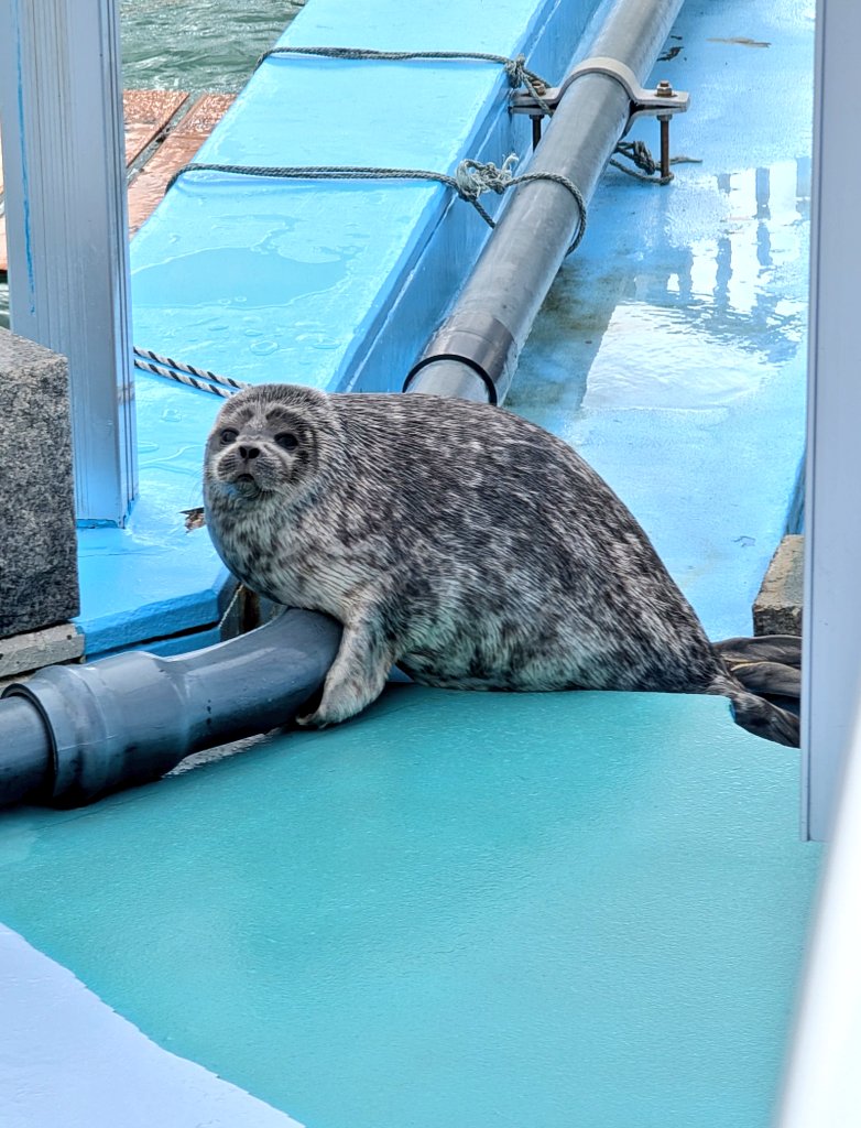 あざかけ tweet media