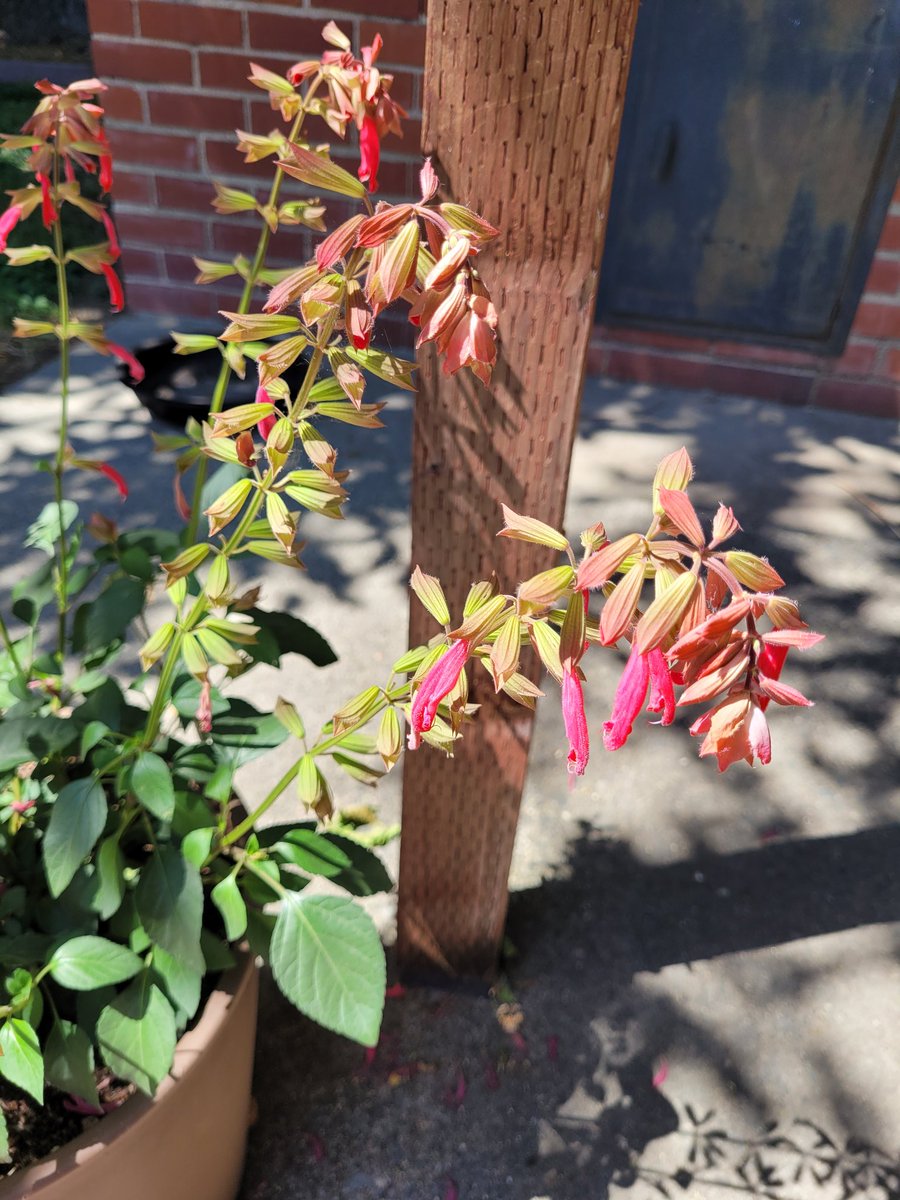 A quick jump in temps
Brings impromptu garden wilts -
Poor droopy flowers
#haikuSaturday
We went from high 70s to 95 in one day.  I'm not ready for this taste of summer, and neither are the plants!