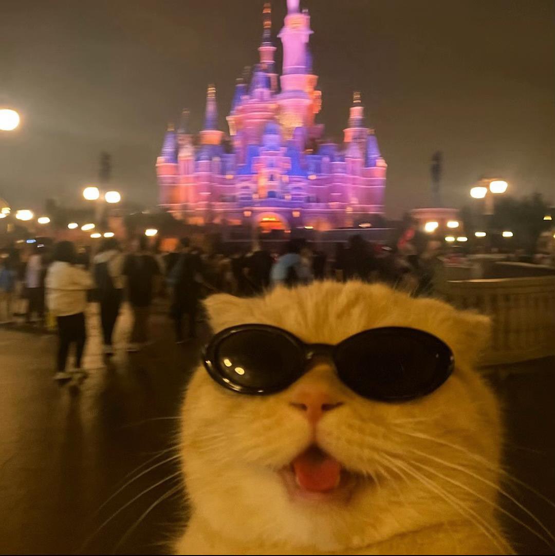 Cats with pawerful aura (@aurawithcats) on Twitter photo 