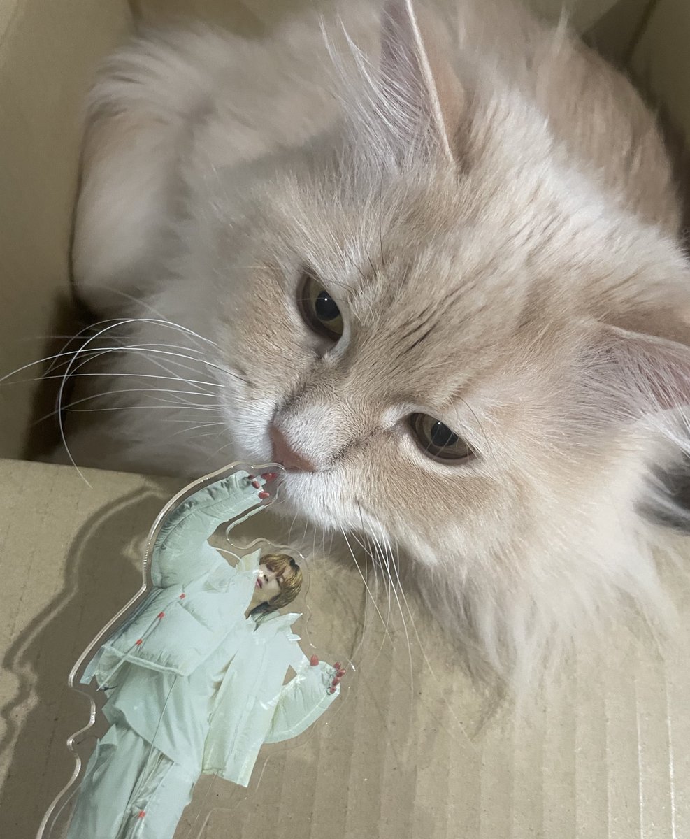 みのりん見習ってとりあえず猫と交流させたwwww