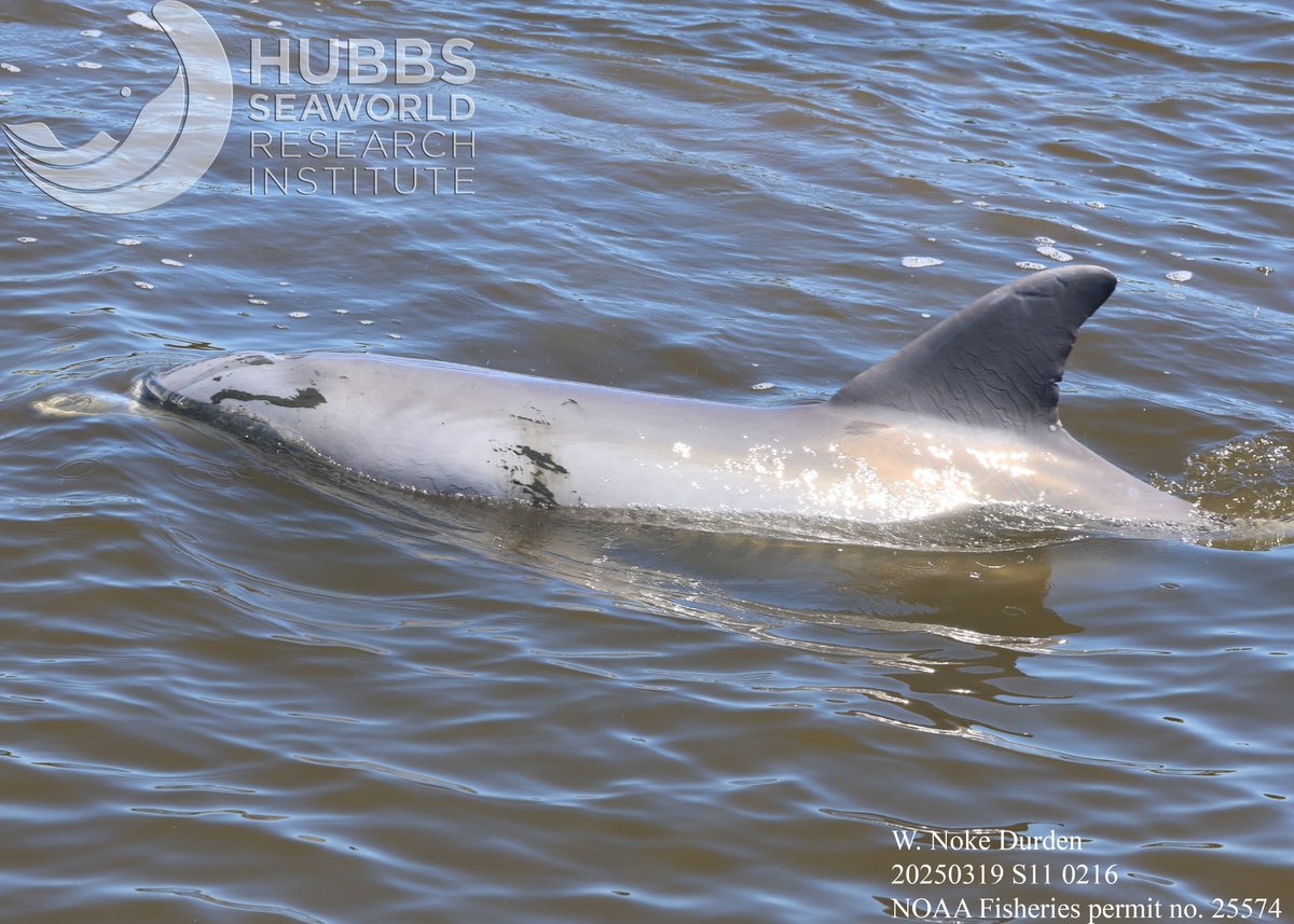 Hubbs Marine Mammal Research & Rescue tweet media