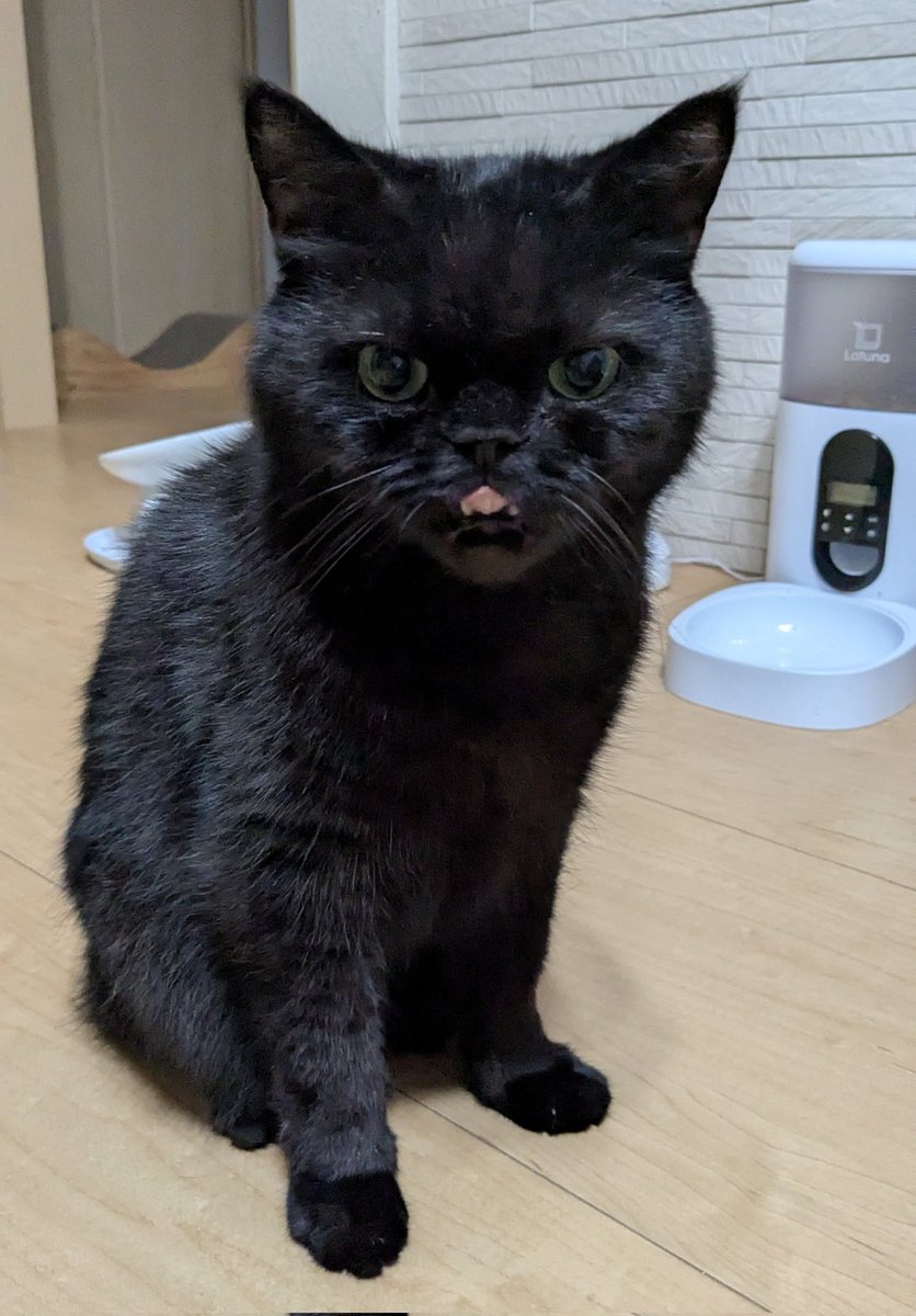 ペロリ🐈‍⬛