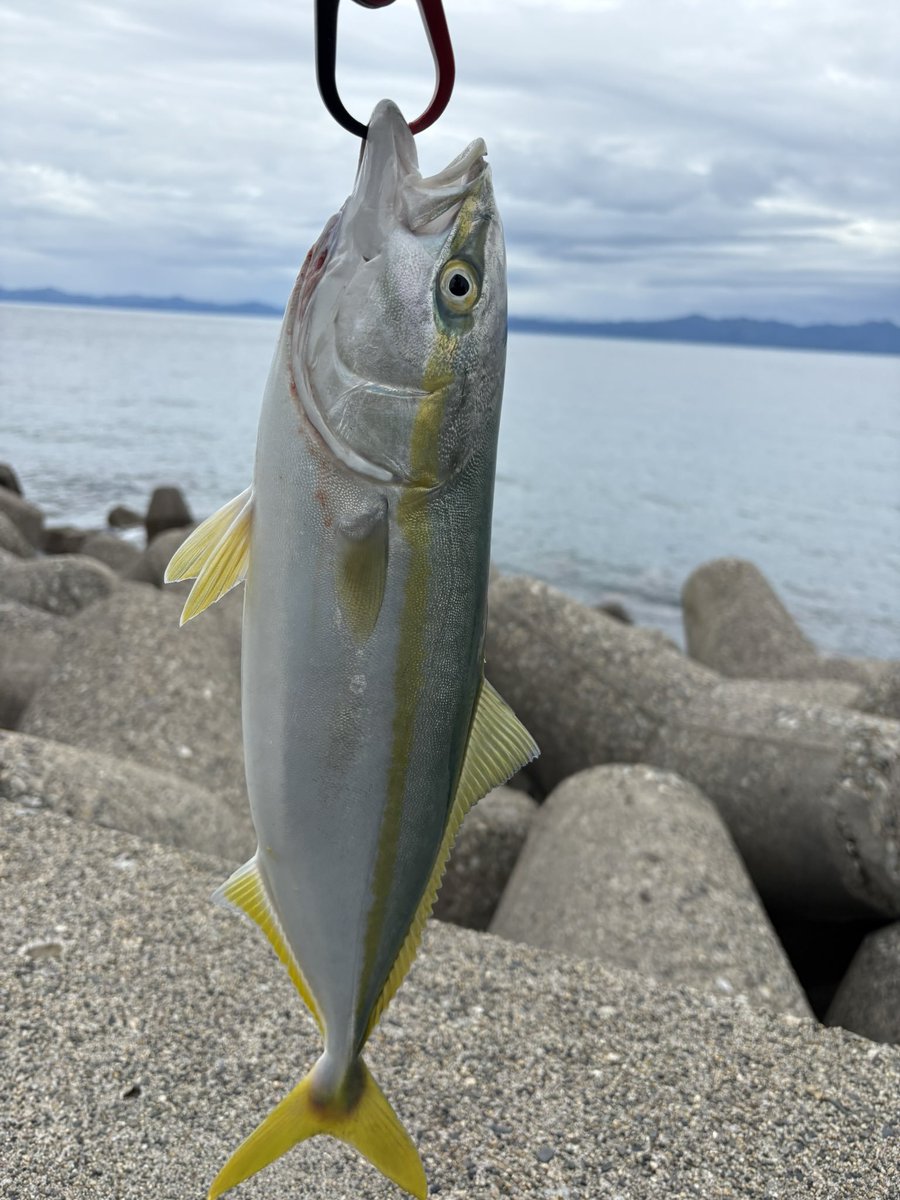 vxjudd's tweet photo. やっと30センチを超える魚が釣れて,楽しかったです。 https://t.co/6vggVvjYCc