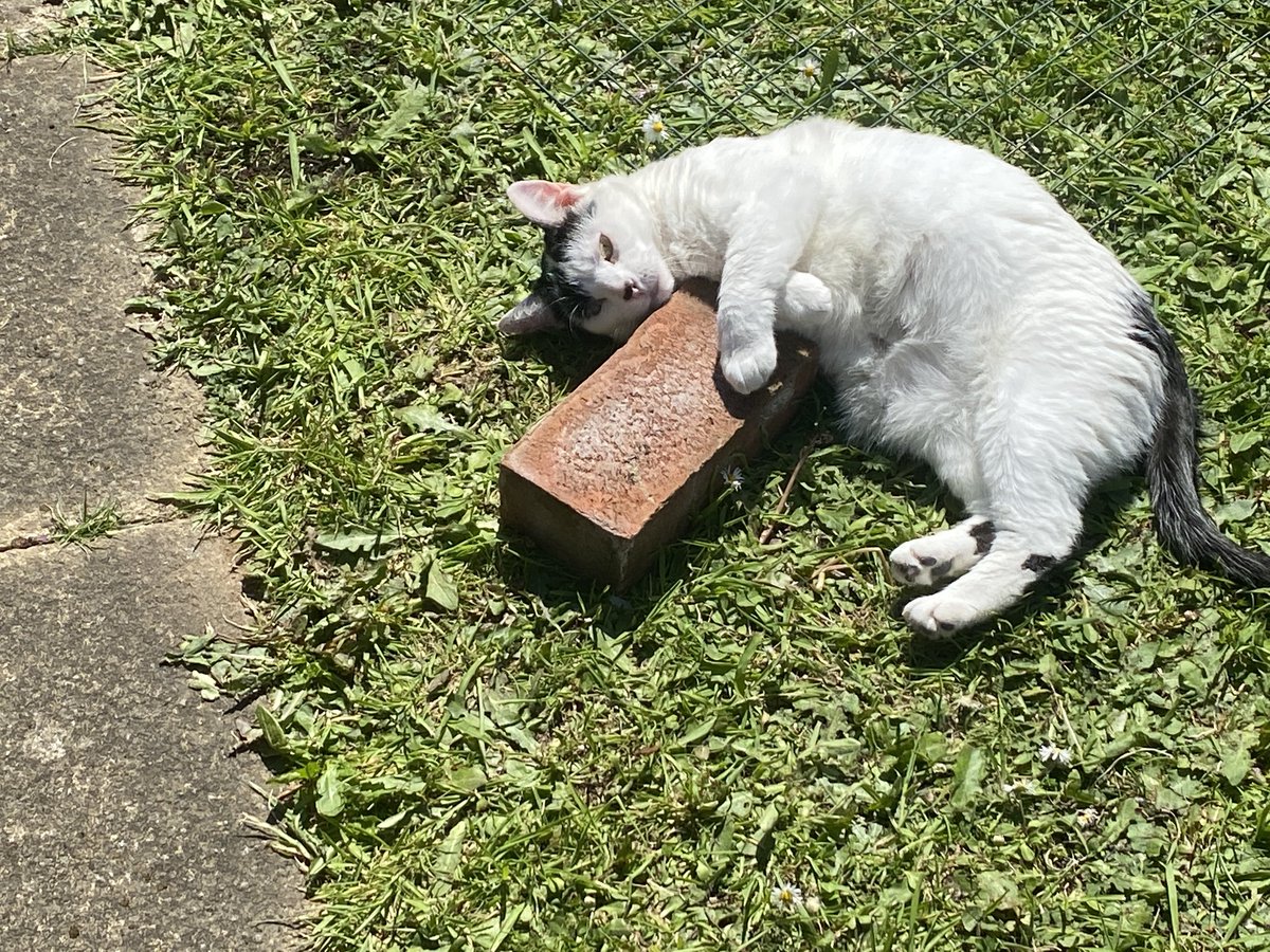 MothTrapper48's tweet image. My littlest cat appears to have chosen a house-brick as her new Best Friend. 🤷🏻‍♂️ #cats