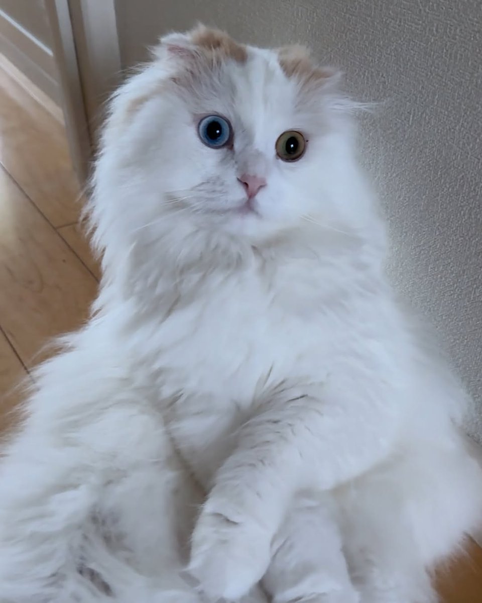 Unica14177579's tweet image. The hottie of the cat world!😻
#HappyCaturday😽
#Caturday #Cat #CatsOfTwitter #CatsOnTwitter #CateMeowdy #catslovers #Pets #fun #viralvideo
🎥unknown