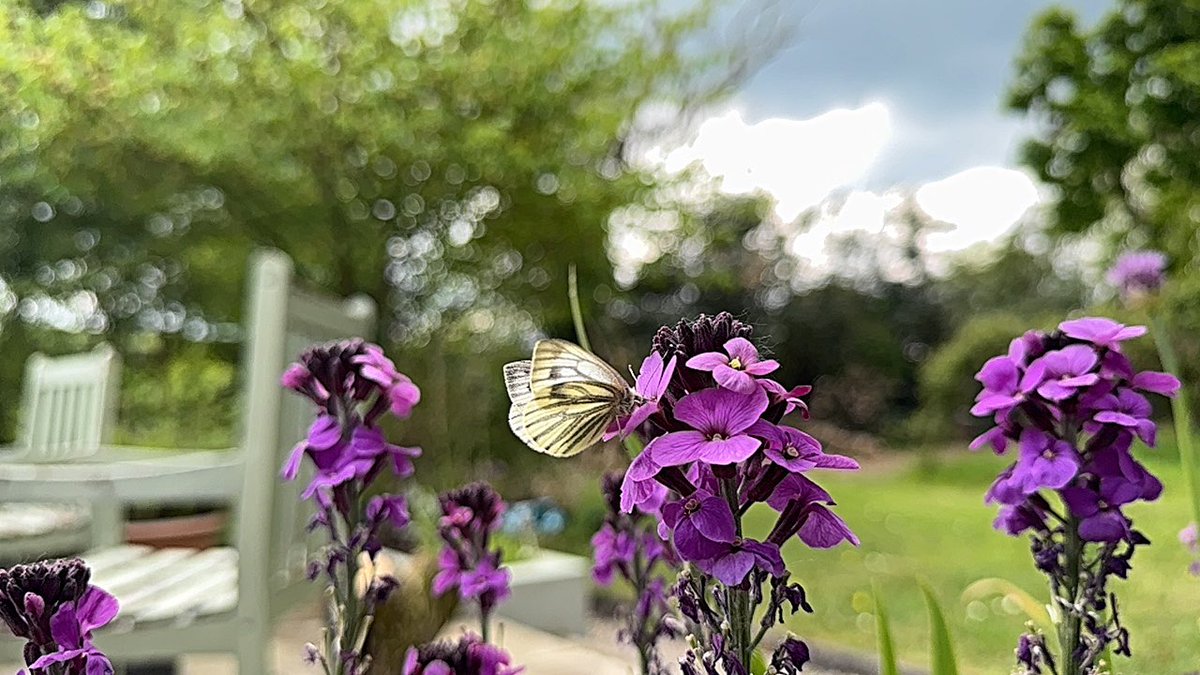 The beauty of a Green-veined white butterfly #pollinators