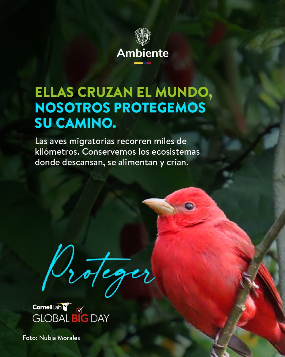 ¡Hoy celebramos el #DíaDeLasAvesMigratorias! 🐦🌎 
Una oportunidad para reconocer su asombrosa travesía y la importancia de conservar los ecosistemas que necesitan para sobrevivir.

🌳 Sin conectividad ecológica, no hay migración posible.