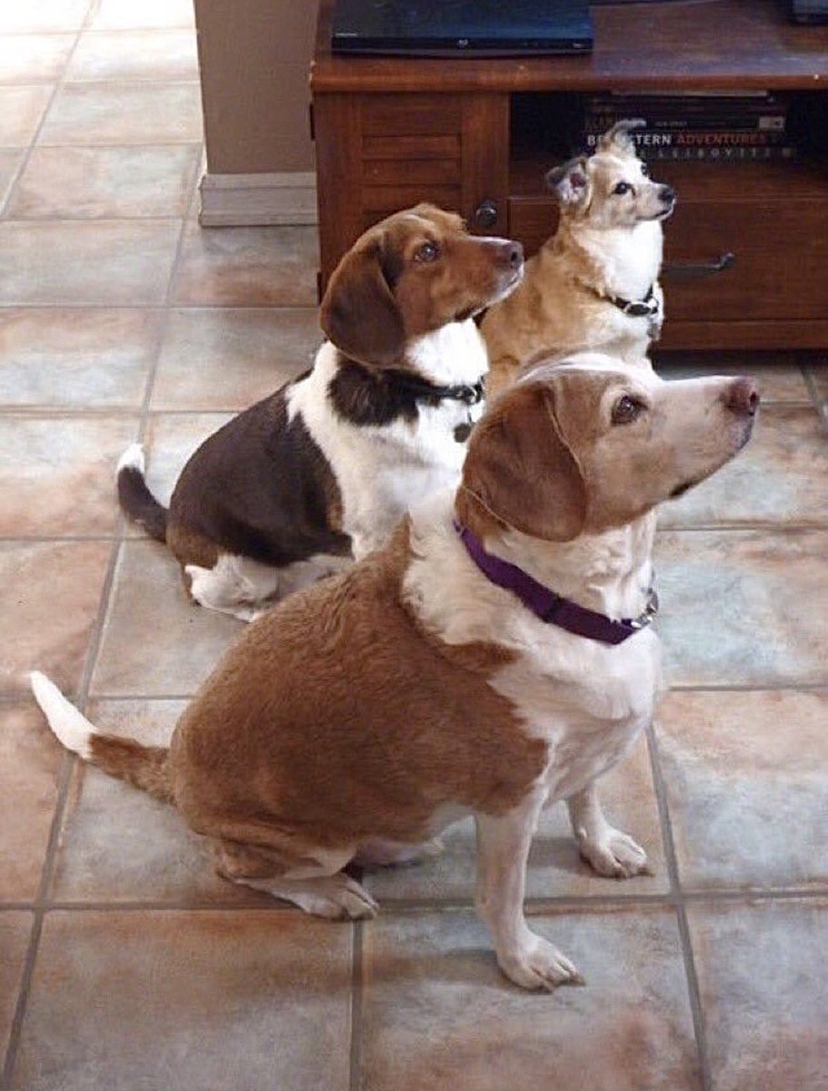 Years ago if the word TREAT was mentioned this is what our house looked like.