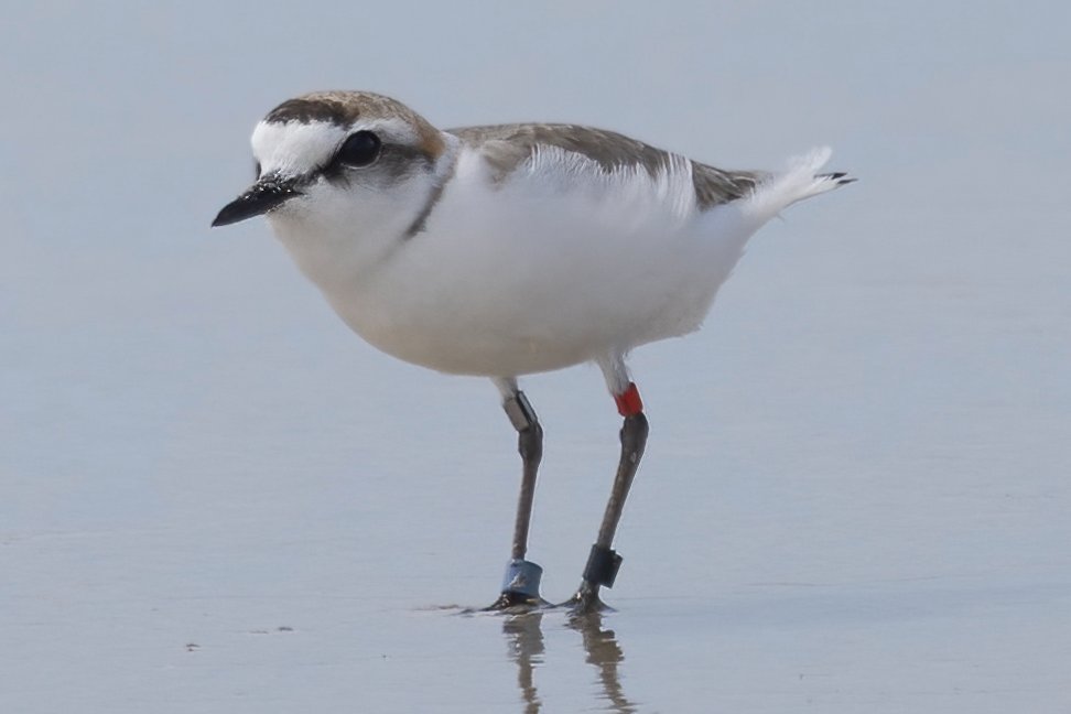 Chorlitejo Patinegro
A Coruña
instagram.com/delfingonfer/
facebook.com/profile.php?id…
Ya están ocupando sus lugares de cría en playas Gallegas. Las molestias producidas por paseantes y perros, así como la depredación por zorros y otros animales hace que sea una especie muy vulnerable.