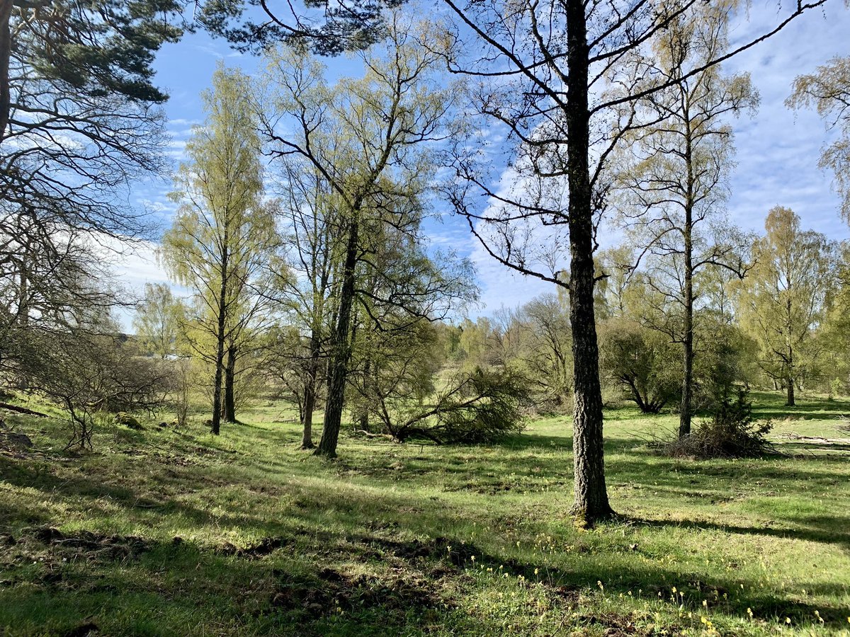 Sandemar Reserve this morning was superb, best was Red Necked Grebe in glorious summer plumage, also all manner of newly arrived migrants and passage waders.8 Temminck’s Stint were very much appreciated.