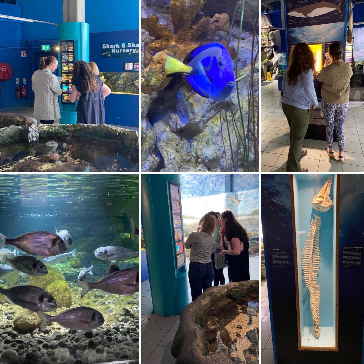 Oide Creativity (@oide_creativity) on Twitter photo We are in <a href="/GalwayAquarium/">Galway Atlantaquaria</a> today in collab with BIAZA, exploring the biological world. From fins to feathers, evolution to biodiversity.🐟Real-world science in action!
#OideCreativity #STEAM We are in <a href="/GalwayAquarium/">Galway Atlantaquaria</a> today in collab with BIAZA, exploring the biological world. From fins to feathers, evolution to biodiversity.🐟Real-world science in action!
#OideCreativity #STEAM