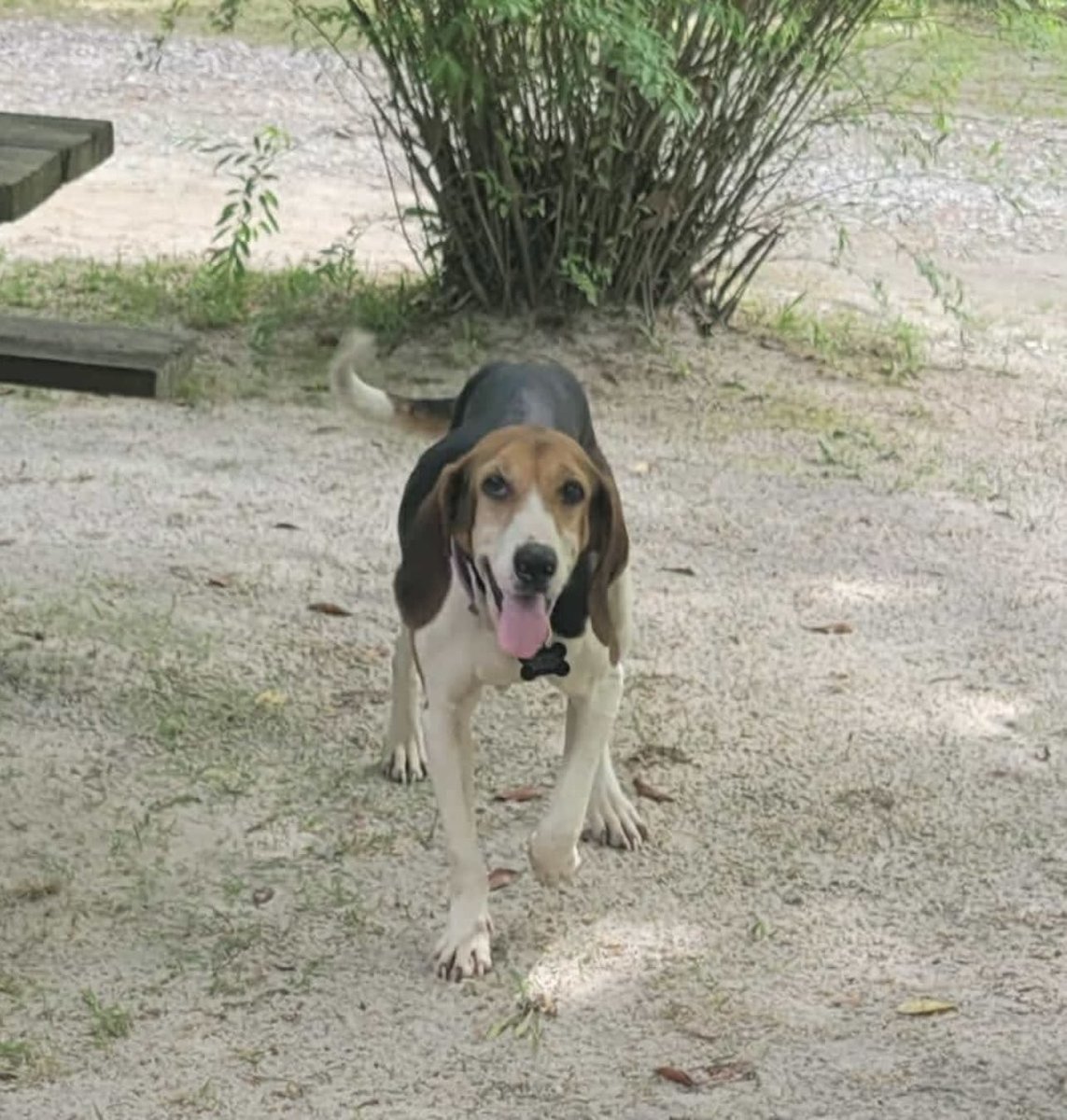 Lady Lola also needs a forever home once her vet care is finished!
7 yo, 43 lbs…this sweet girl is lower/medium energy. Good with other dogs, she loves laying in the sun &amp; cuddling with her person!
Would make a perfect companion pup or part of a family!
We transport nationwide!