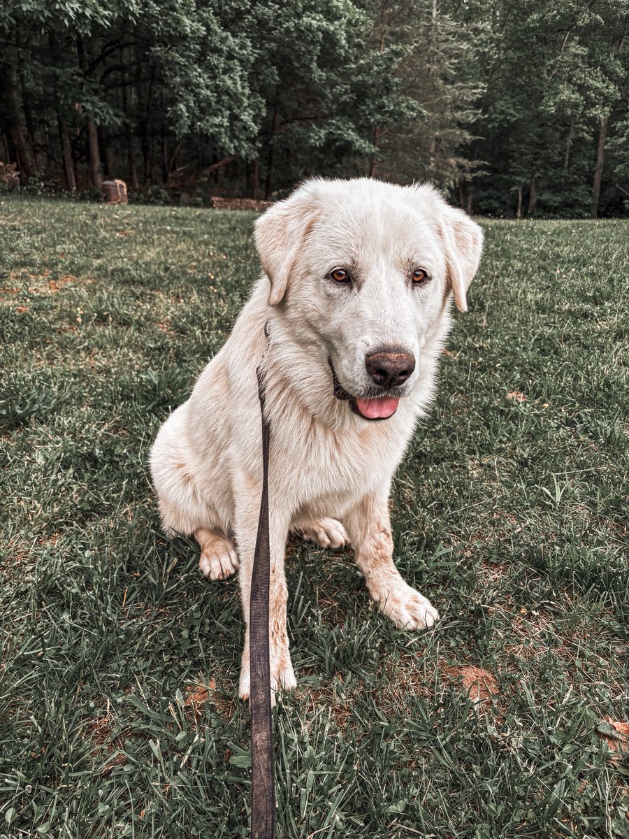 Just brought home our newest farmhand. 🐶

No name yet, but he’s sticking to me like a shadow. Open to name suggestions for this big fluffball.

#livestockguardiandog #pyreneesmix #anatolianpyrenees #anatolianshepherd #livestockdog #guardiandog