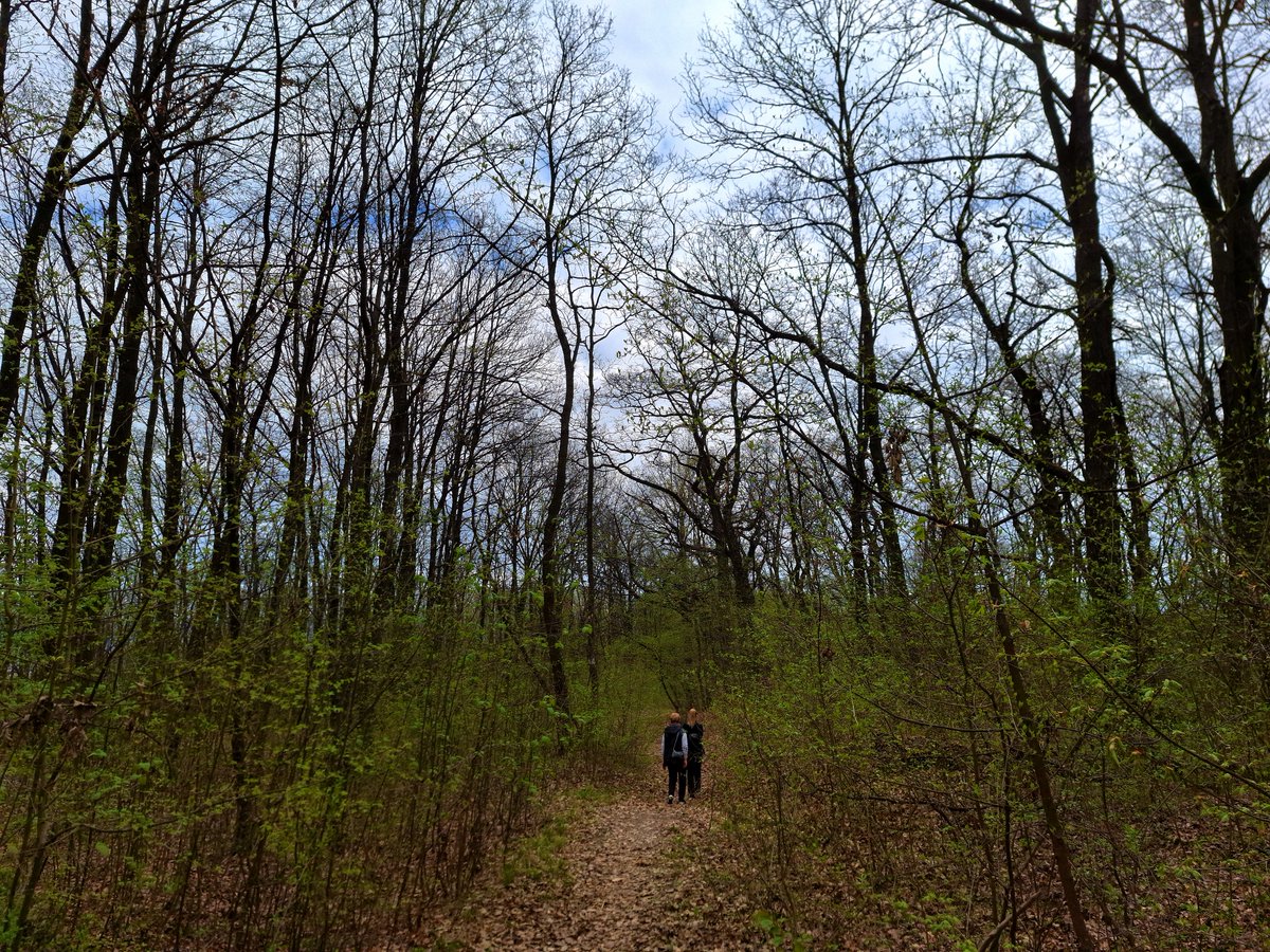 FlorinSumalan's tweet photo. Colors, Patterns - Branching, Lines
Forest, Nature
#filmmaker #filmmaking #photography #cinematography #art #artasbeauty #landscape #naturepatterns #nature #naturescenery #trees #forest #forestscenery #forestwalk #exploreplanetearth #planetearth https://t.co/45UyIIb6fk
