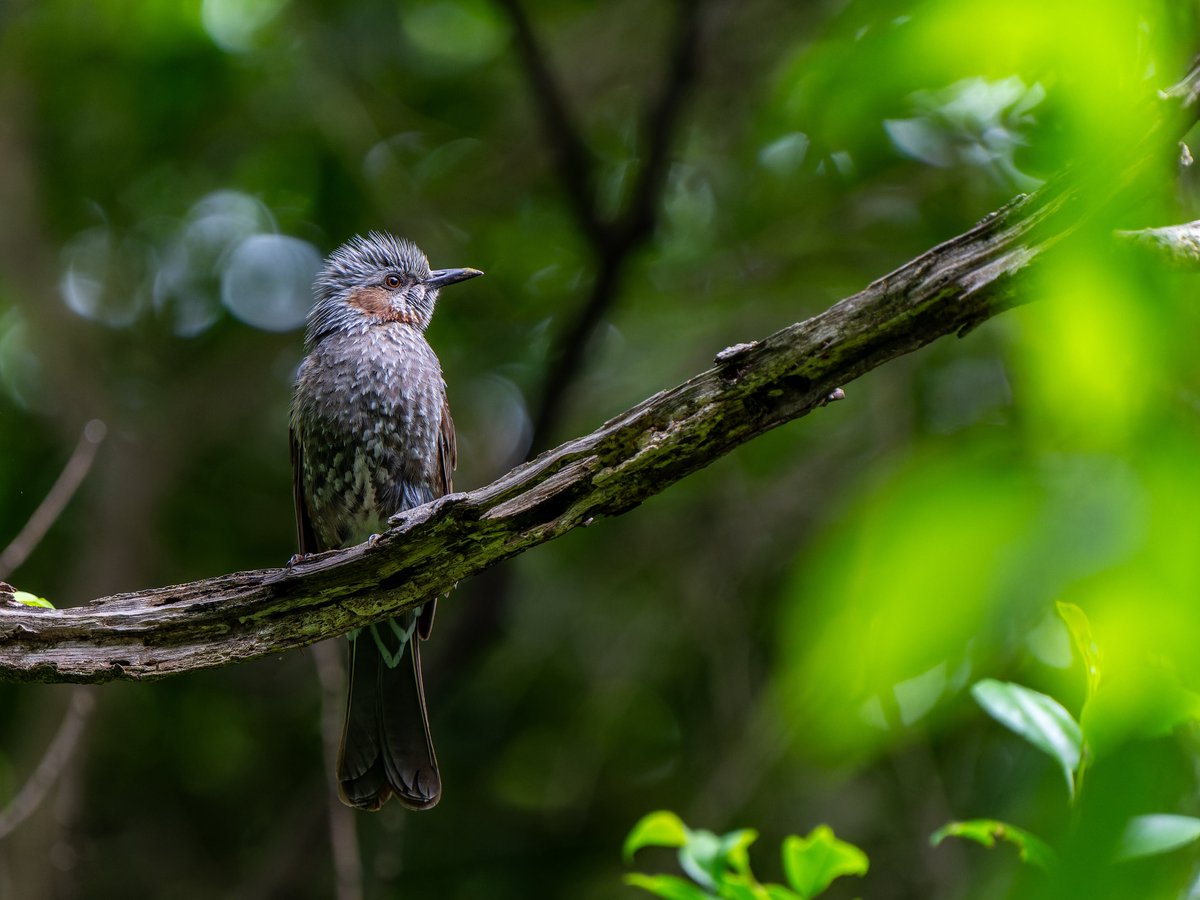ここ数週間で一気に葉が増えて鳥探しの難易度があがってしまった🌱