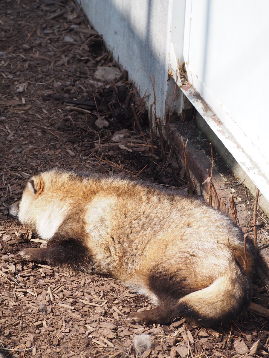もふもふのタヌキ

2025年4月撮影

#円山動物園
#エゾタヌキ