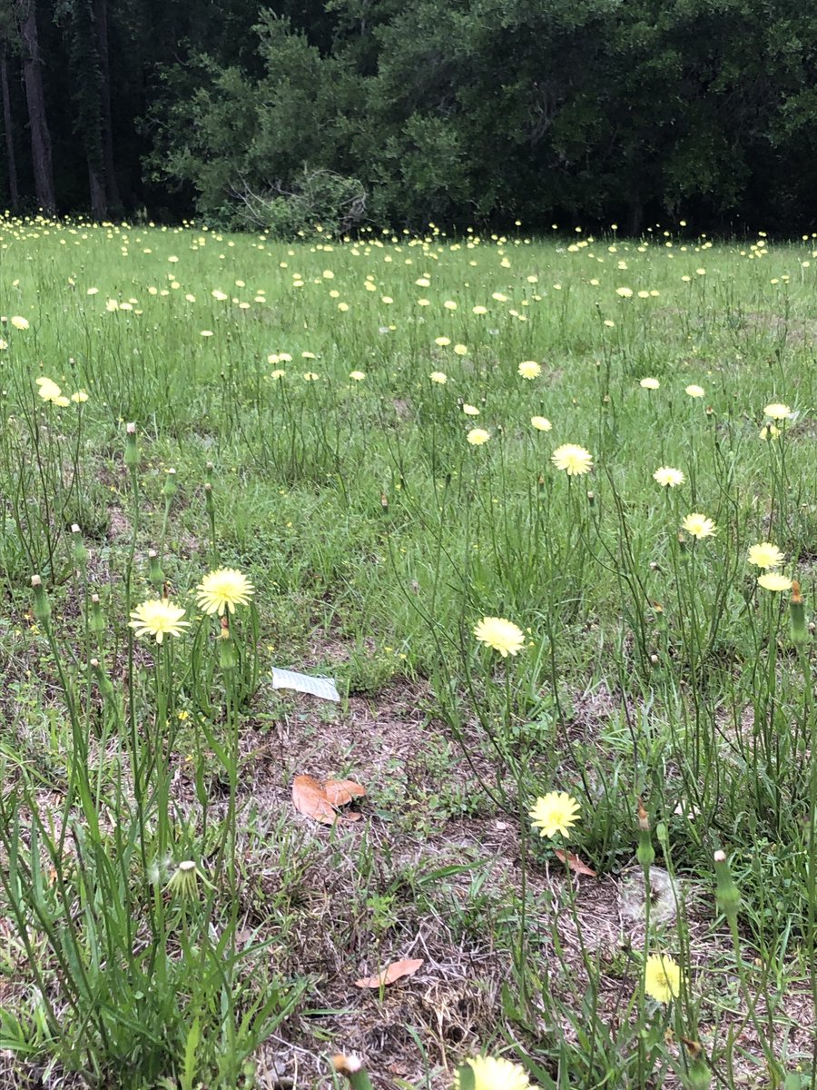 DrSaba's tweet photo. #Dandelion #field Many times unkept yard is truly beautiful! #Nature #Asteraceae https://t.co/qI9ooTCXrc