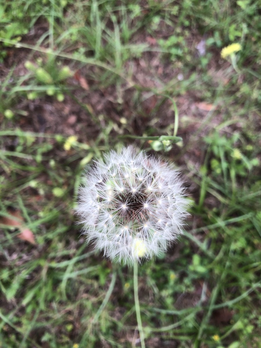 #Dandelion #field Many times unkept yard is truly beautiful! #Nature #Asteraceae