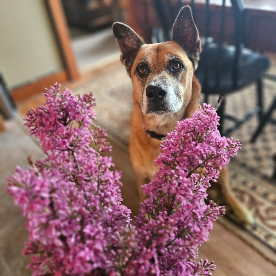 FreyasMuttHut's tweet image. Happy #NationalDogMomDay to all my frens Mommies! Hope you enjoy your weekend and are blessed wif sloppy kisses, snuggles and tons of treatos! Lubs you all! 🌸🌼🌺
#SaturdayMorning #WeekendVibes #weekendsmiles