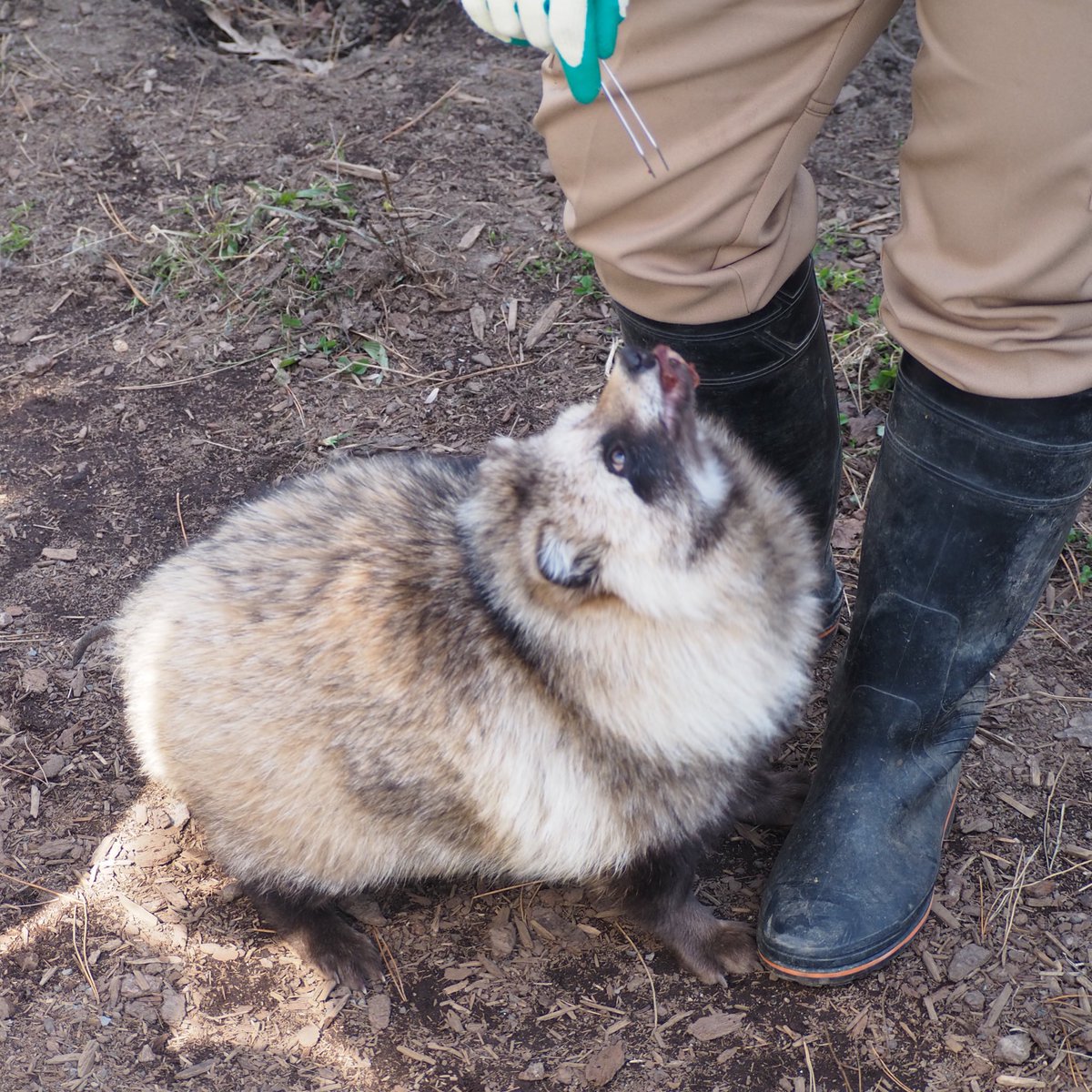 ぱく！！

2025年4月撮影

#円山動物園 
#エゾタヌキ